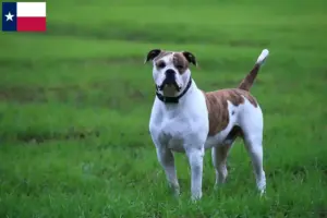 Read more about the article American Bulldog breeders and puppies in Texas