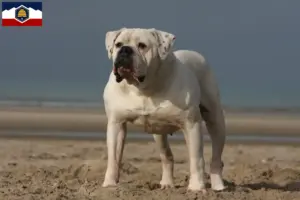 Read more about the article American Bulldog breeders and puppies in Utah