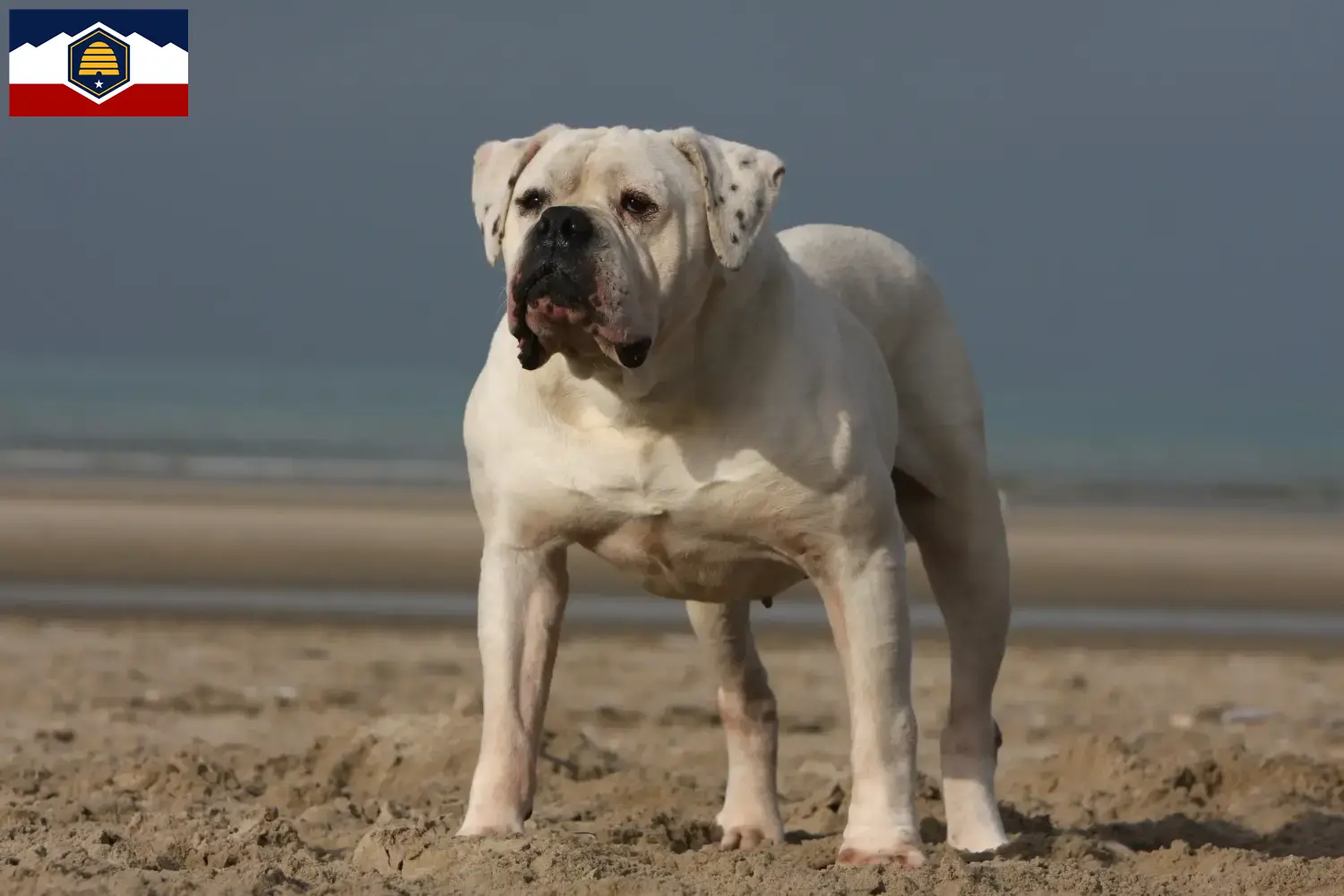 American Bulldog puppies and breeders Utah Find American Bulldogs breeders in Utah.