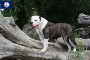 Read more about the article American Bulldog breeders and puppies in Virginia