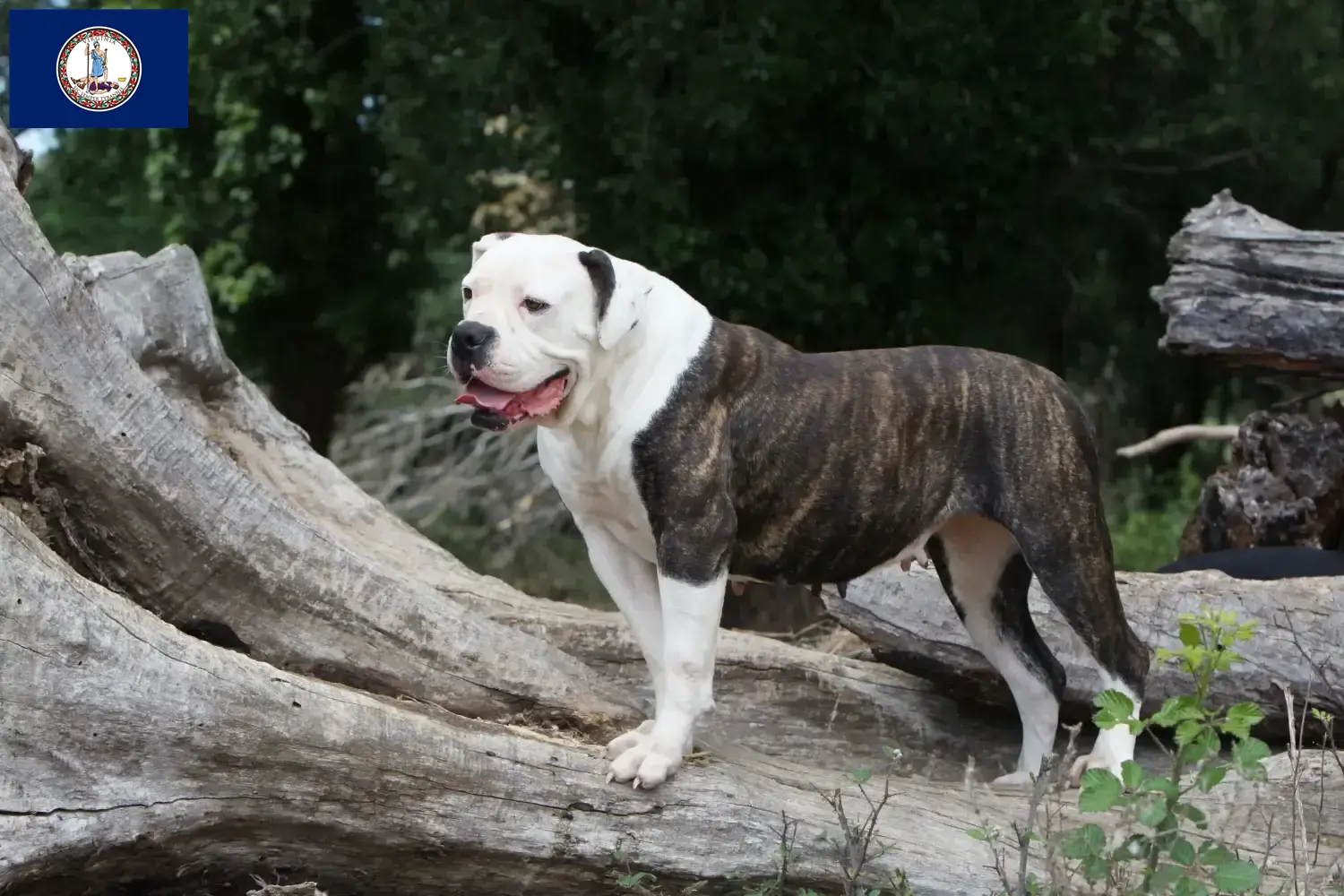 American Bulldog puppies and breeder Virginia Find American Bulldogs breeders in Virginia.