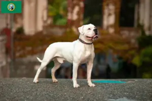 Read more about the article American Bulldog breeders and puppies in Washington