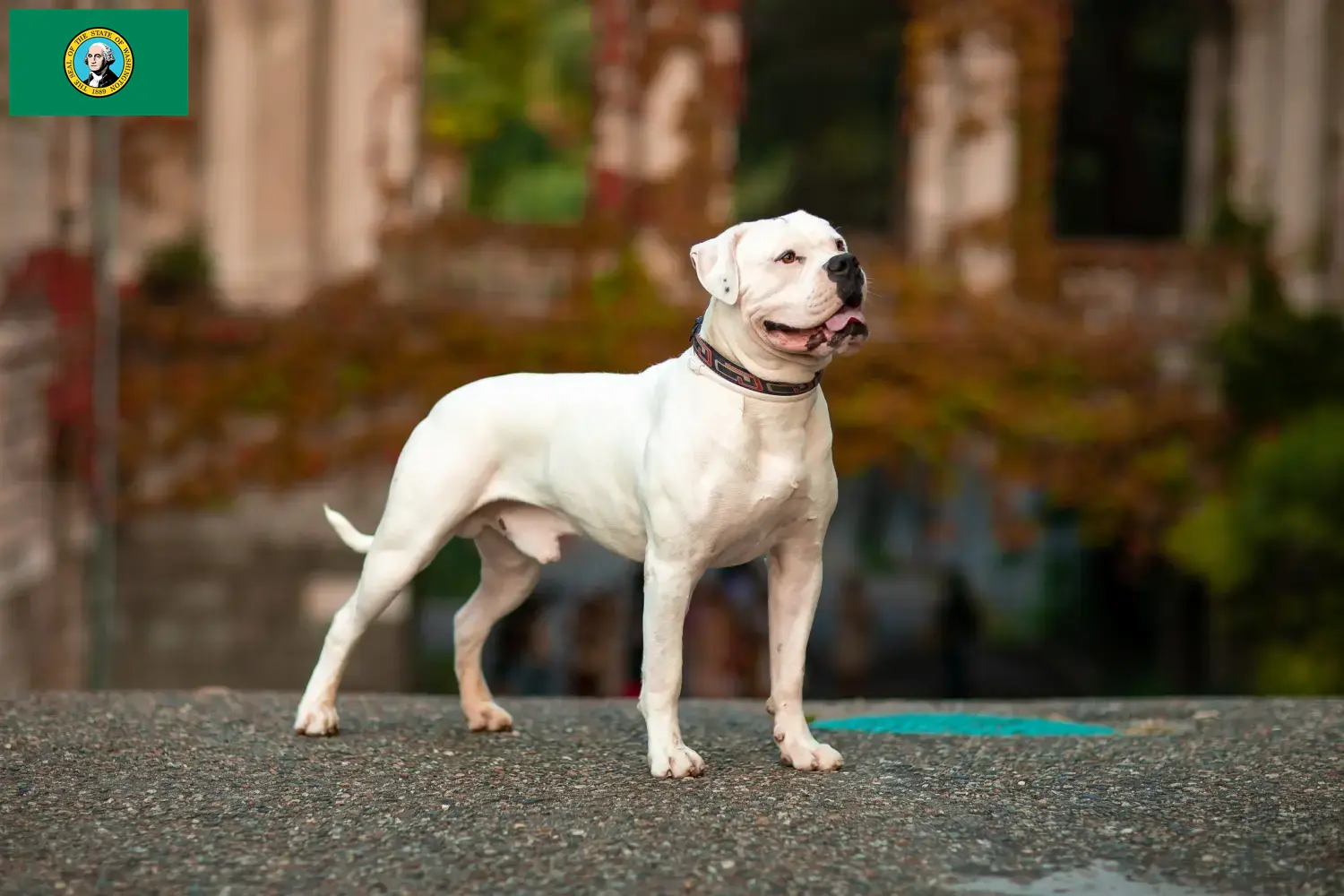American Bulldog puppies and breeders Washington Find American Bulldogs breeders in Washington here.