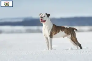 Read more about the article American Bulldog breeders and puppies in West Virginia