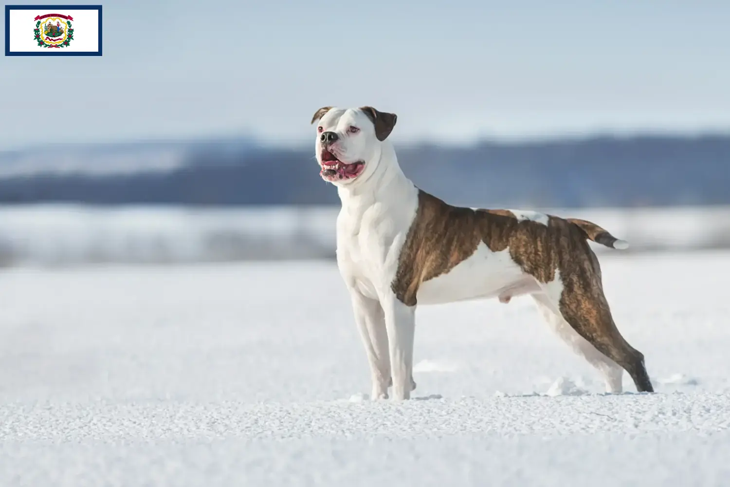American Bulldog puppies and breeders West Virginia Find American Bulldogs breeders in West Virginia.