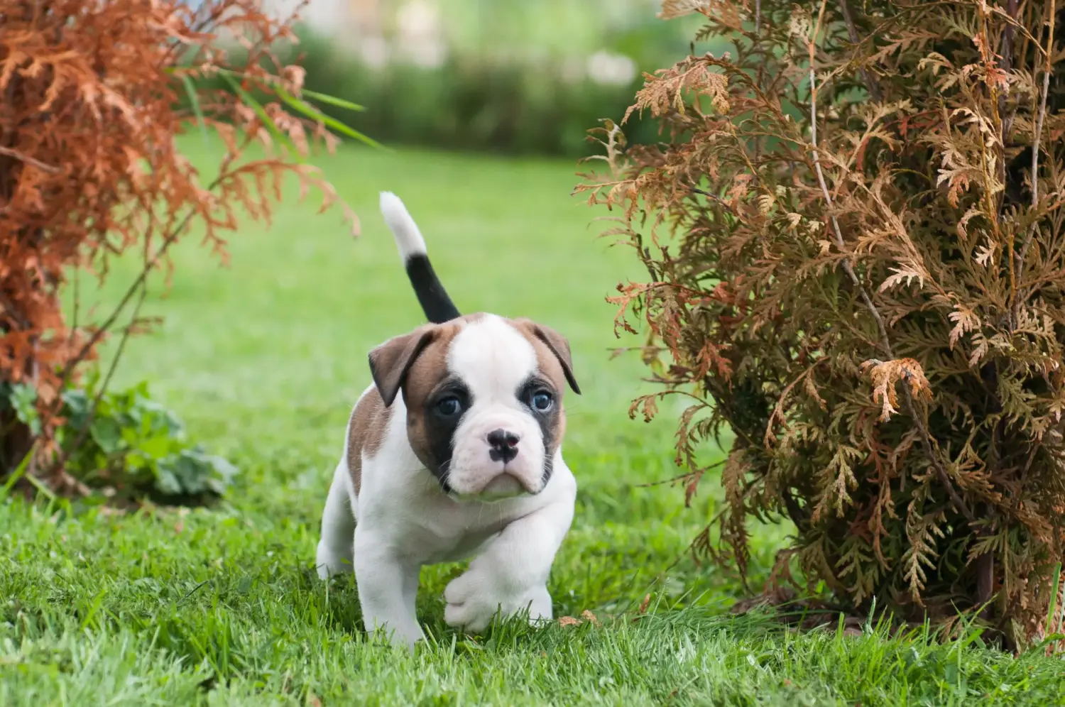 Buying an American Bulldog puppy means taking responsibility! Buy American Bulldog puppies.