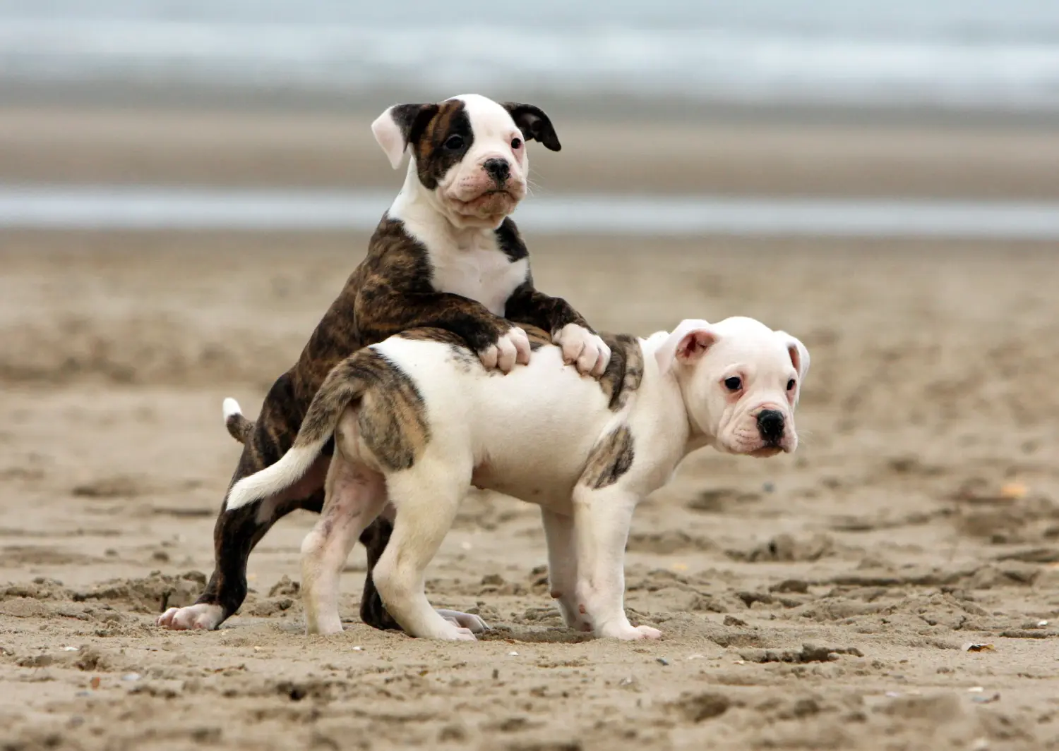 Buying an American Bulldog puppy means taking responsibility! Buy American Bulldog puppies.
