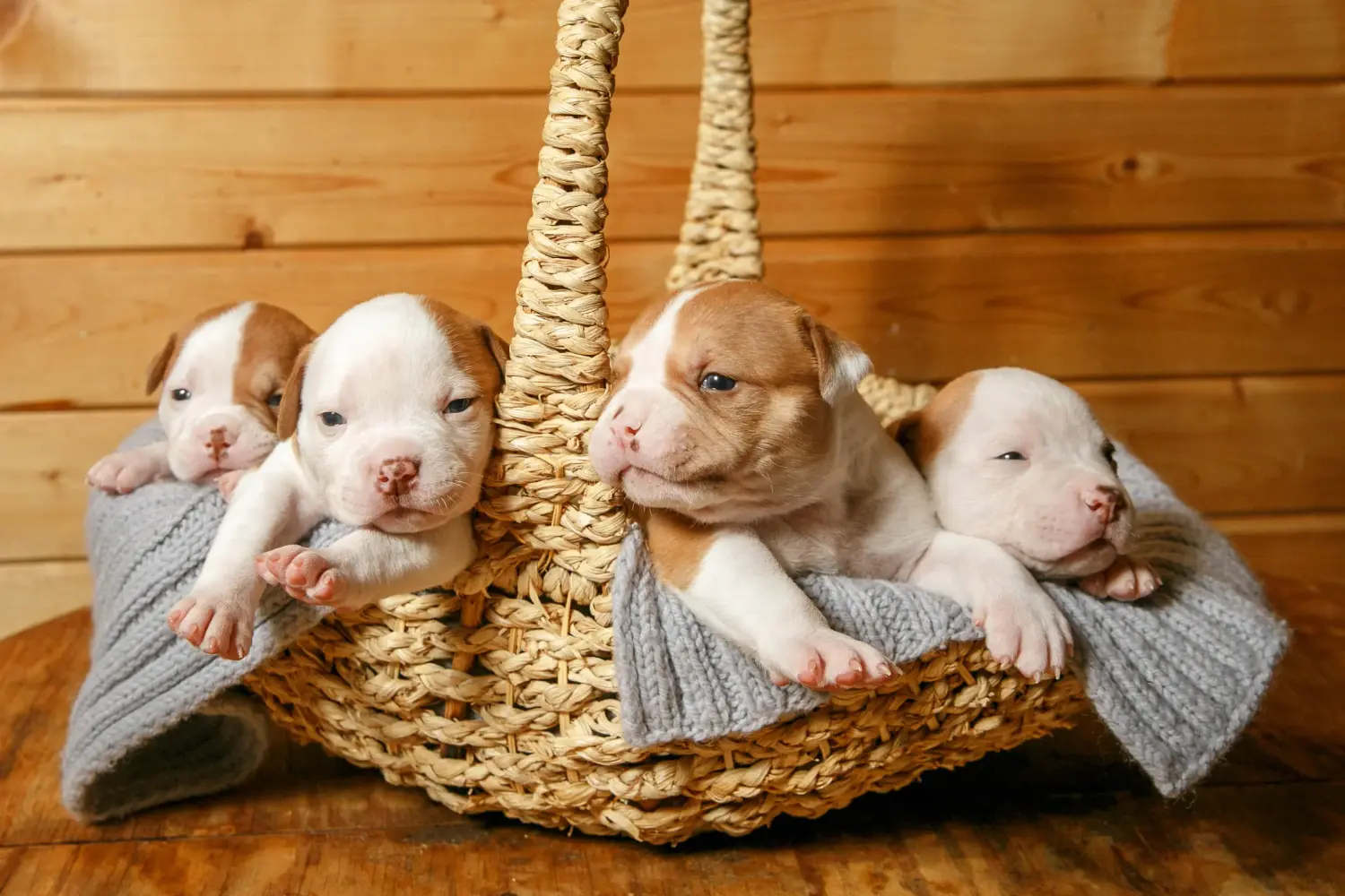 Buying an American Bulldog puppy means taking responsibility! Buy American Bulldog puppies.