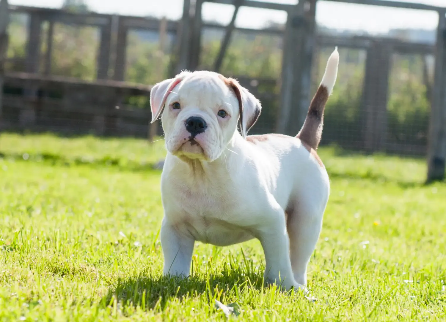 Buying an American Bulldog puppy means taking responsibility! Buy American Bulldog puppies.