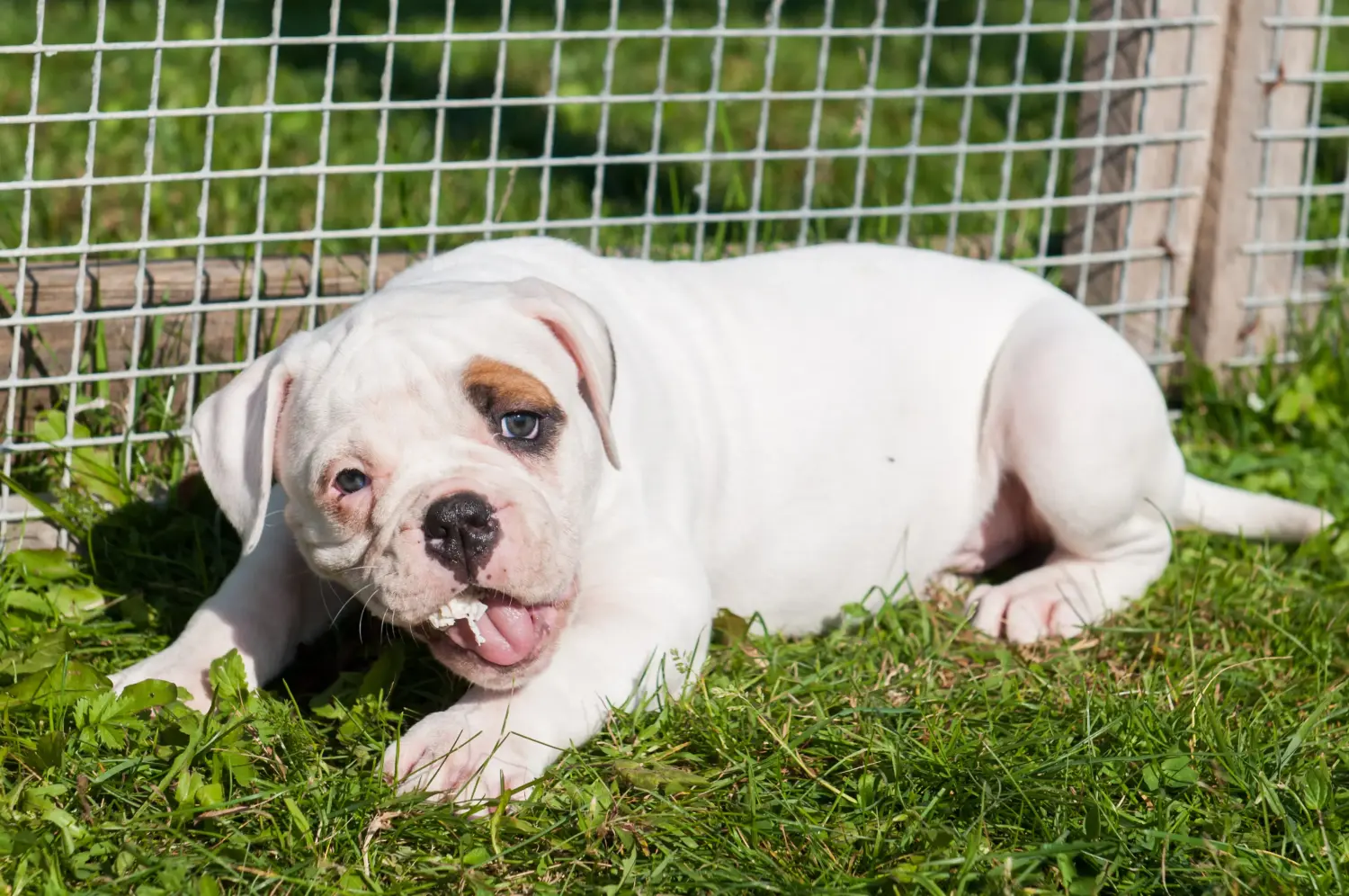 Buying an American Bulldog puppy means taking responsibility! Buy American Bulldog puppies.
