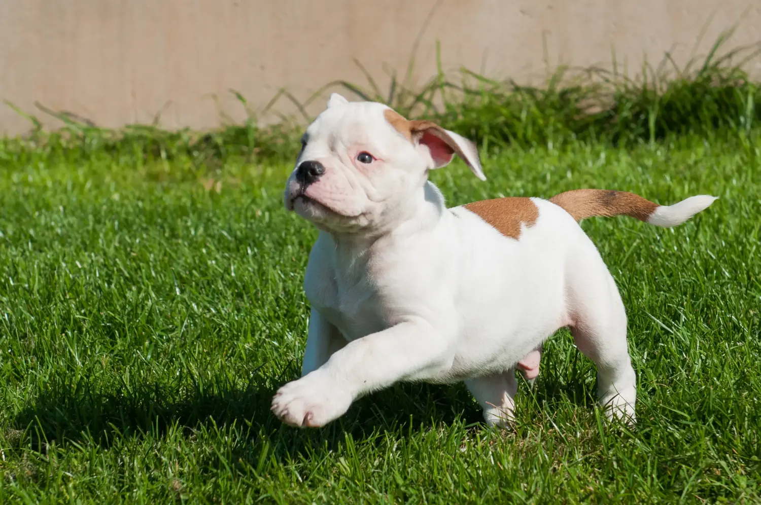 Buying an American Bulldog puppy means taking responsibility! Buy American Bulldog puppies.