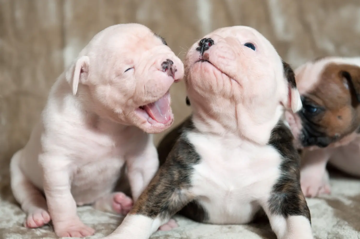 Buying an American Bulldog puppy means taking responsibility! Buy American Bulldog puppies.