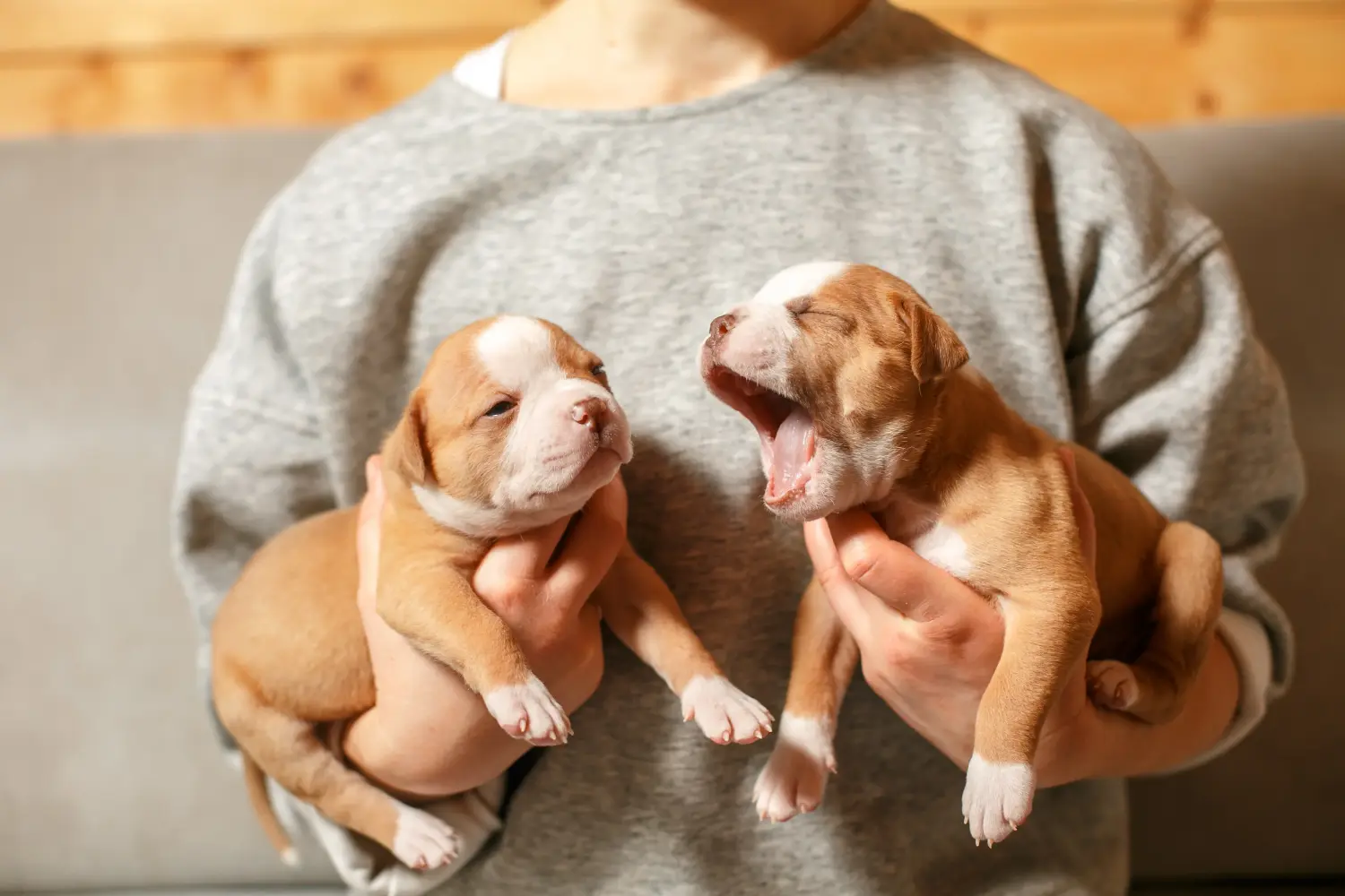 Buying an American Bulldog puppy means taking responsibility! Buy American Bulldog puppies.