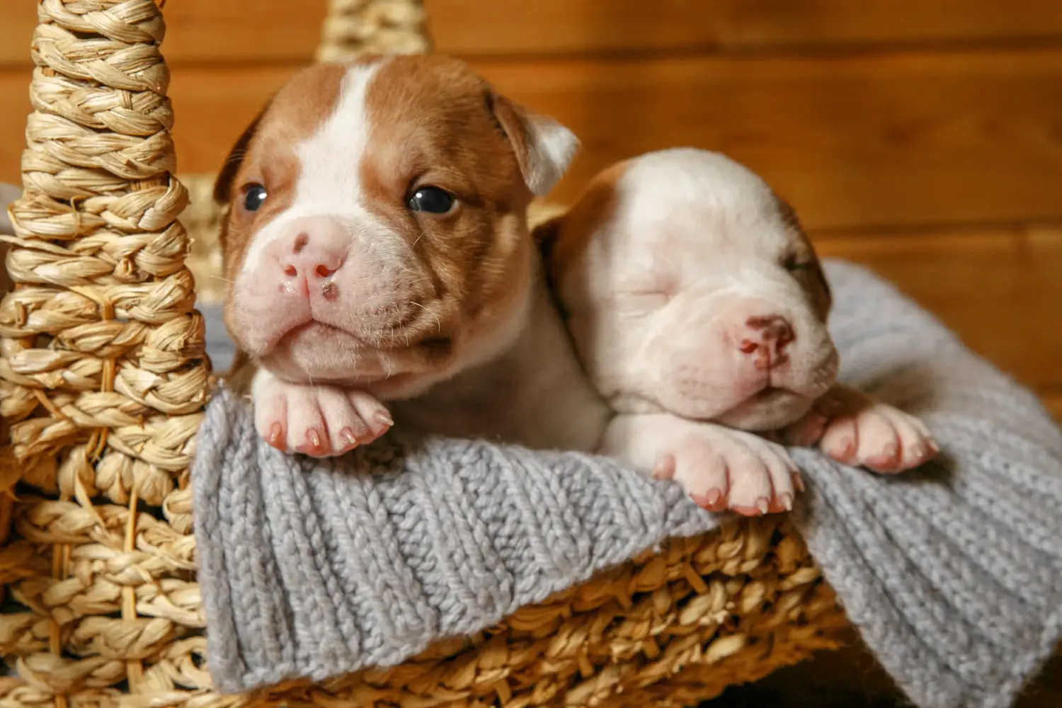 Buying an American Bulldog puppy means taking responsibility! Buy American Bulldog puppies.