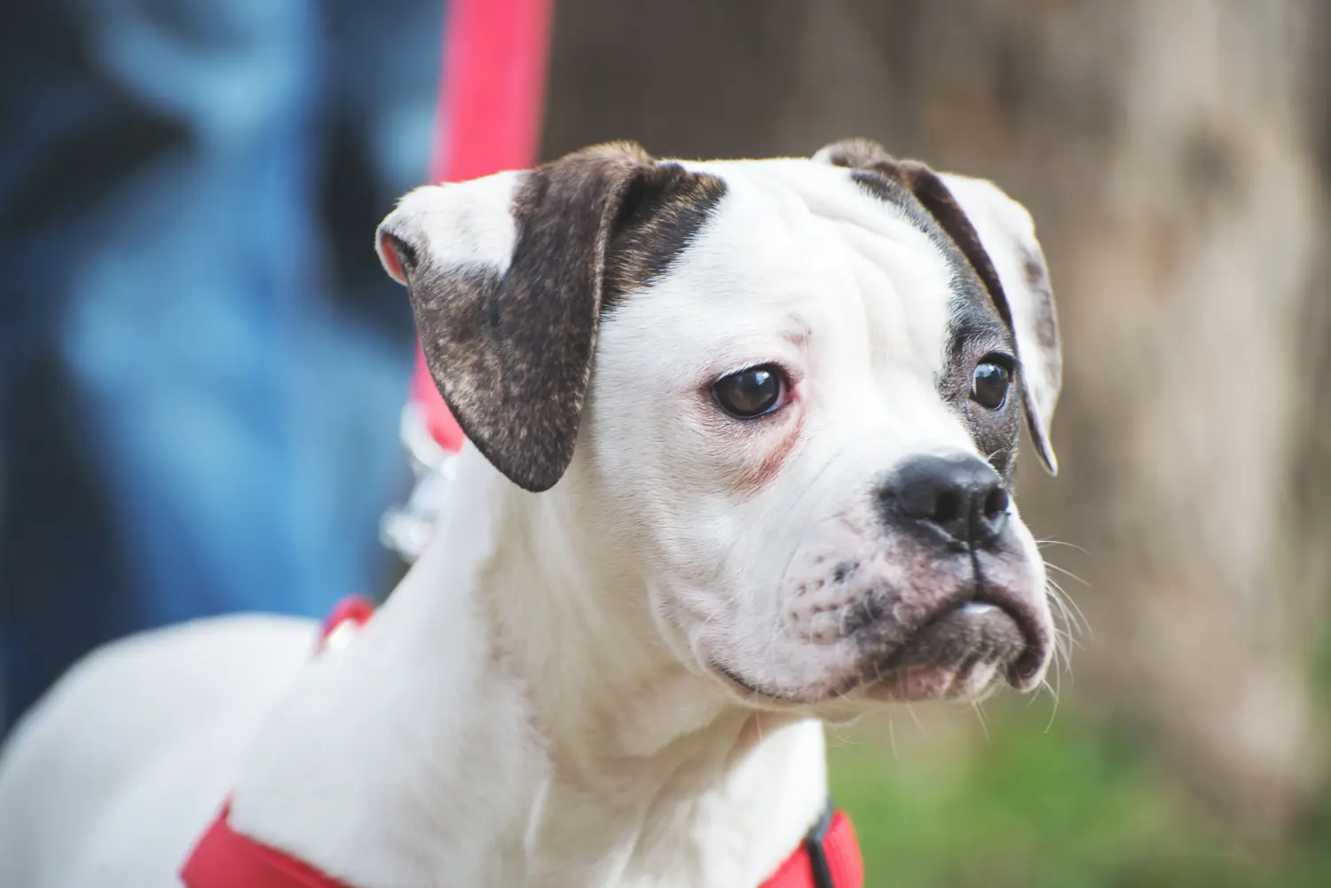 Buying an American Bulldog puppy means taking responsibility! Buy American Bulldog puppies.