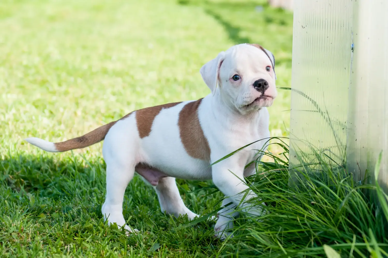 Buying an American Bulldog puppy means taking responsibility! Buy American Bulldog puppies.