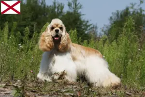 Read more about the article American Cocker Spaniel breeders and puppies in Alabama
