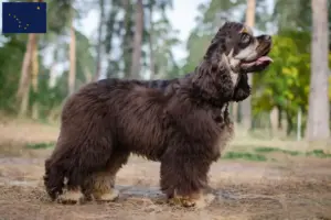 Read more about the article American Cocker Spaniel breeders and puppies in Alaska