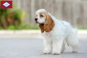 Read more about the article American Cocker Spaniel breeders and puppies in Arkansas