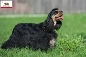 Read more about the article American Cocker Spaniel breeders and puppies in California