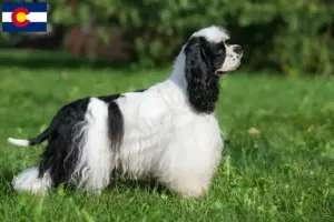 Read more about the article American Cocker Spaniel breeders and puppies in Colorado