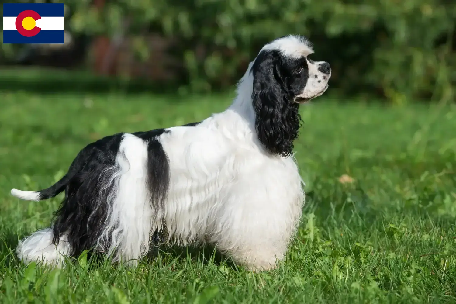 American Cocker Spaniel puppies and breeders Colorado Find American Cocker Spaniels breeders in Colorado.