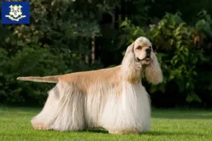 Read more about the article American Cocker Spaniel breeders and puppies in Connecticut