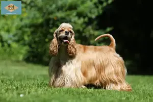 Read more about the article American Cocker Spaniel breeders and puppies in Delaware