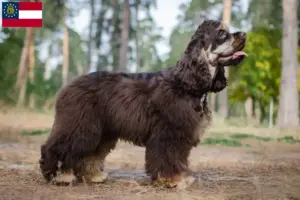 Read more about the article American Cocker Spaniel breeders and puppies in Georgia
