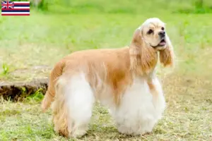 Read more about the article American Cocker Spaniel breeders and puppies in Hawaii