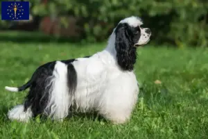 Read more about the article American Cocker Spaniel breeders and puppies in Indiana