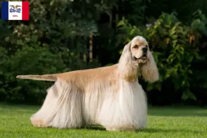 Read more about the article American Cocker Spaniel breeders and puppies in Iowa