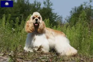 Read more about the article American Cocker Spaniel breeders and puppies in Kentucky