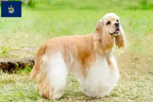 Read more about the article American Cocker Spaniel breeders and puppies in Maine