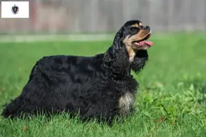 Read more about the article American Cocker Spaniel breeders and puppies in Massachusetts