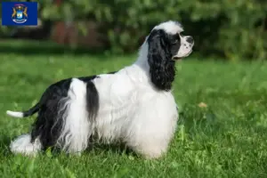 Read more about the article American Cocker Spaniel breeders and puppies in Michigan