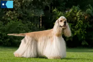 Read more about the article American Cocker Spaniel breeders and puppies in Minnesota