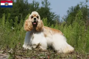 Read more about the article American Cocker Spaniel breeders and puppies in Missouri