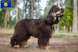 Read more about the article American Cocker Spaniel breeders and puppies in Montana