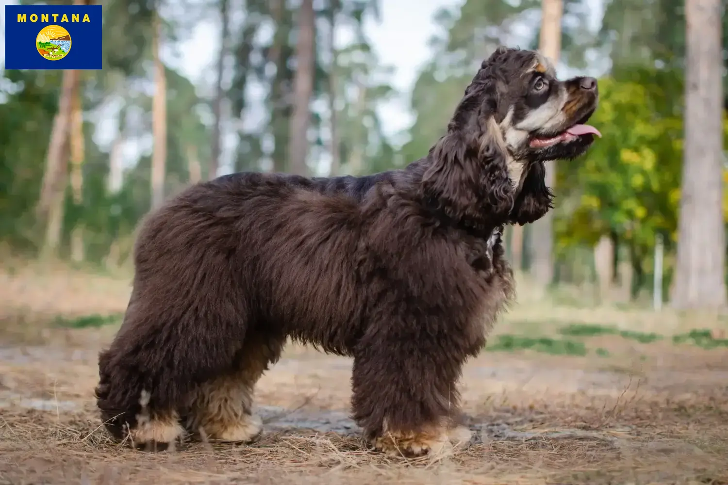 American Cocker Spaniel puppies and breeder Montana Find American Cocker Spaniels breeders in Montana.