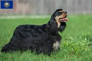 Read more about the article American Cocker Spaniel breeders and puppies in New Hampshire