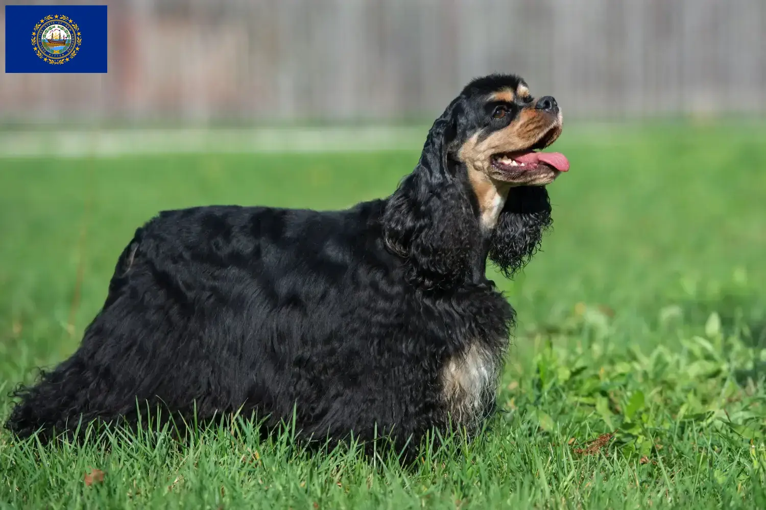 American Cocker Spaniel puppies and breeders New Hampshire Find American Cocker Spaniels breeders in New Hampshire.
