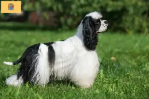 Read more about the article American Cocker Spaniel breeders and puppies in New Jersey