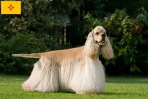 Read more about the article American Cocker Spaniel breeders and puppies in New Mexico