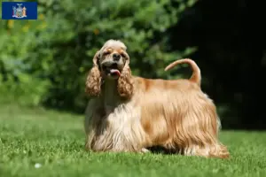Read more about the article American Cocker Spaniel breeders and puppies in New York