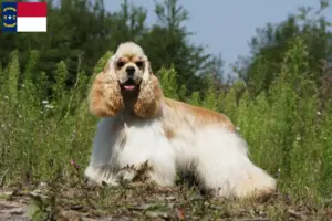 Read more about the article American Cocker Spaniel breeders and puppies in North Carolina