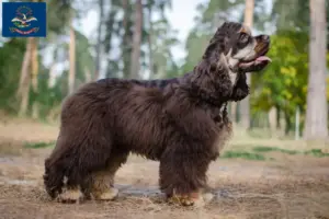 Read more about the article American Cocker Spaniel breeders and puppies in North Dakota