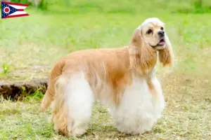 Read more about the article American Cocker Spaniel breeders and puppies in Ohio
