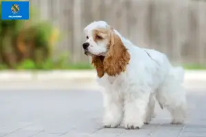 Read more about the article American Cocker Spaniel breeders and puppies in Oklahoma