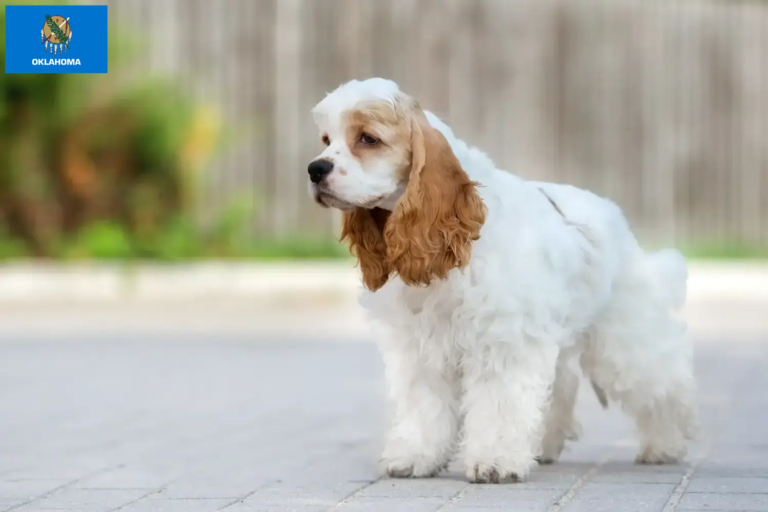 American Cocker Spaniel puppies and breeders Oklahoma Find American Cocker Spaniels breeders in Oklahoma.